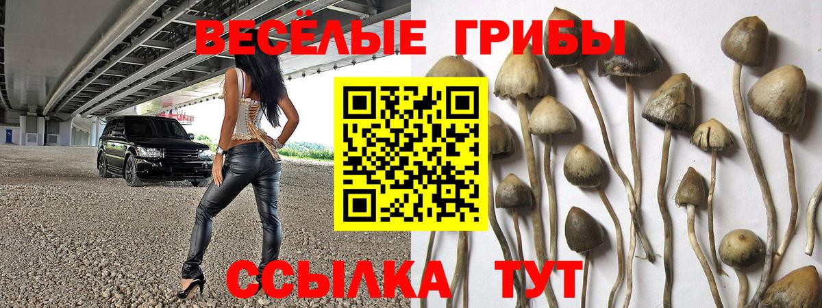 Псилоцибиновые грибы Cubensis  Вход с VPN  Псилоцибиновые грибы ЛСД  Кимры 